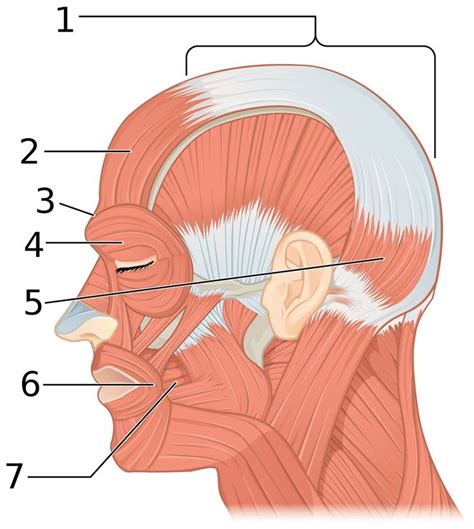 The Muscles Are Labeled In This Diagram