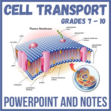 Cell Transport Graphic Organizers Made By Teachers