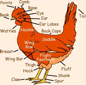 Automatic chicken leg bone removal machine |meat processing machinery chicken legs thigh deboner with stainless steel. Hi! I'm a newbie with some questions. | BackYard Chickens