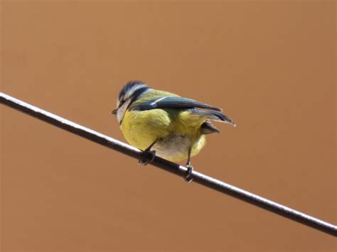 Free Images Branch Wing Cable Wildlife Beak Yellow Fauna Close