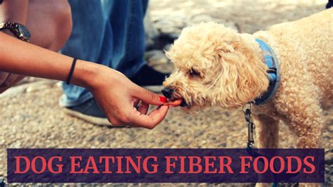 Just like humans, dogs are renowned for suffering from constipation and other problems with their digestive when it comes to high fiber dog food, the most common sources of fiber include brown rice, beet pulp, corn, soybean hulls, and bran. High Fiber Dog Foods That'll Make Any Tail Wag | Therapy Pet