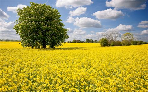 Field Trees Landscape 2560x1600