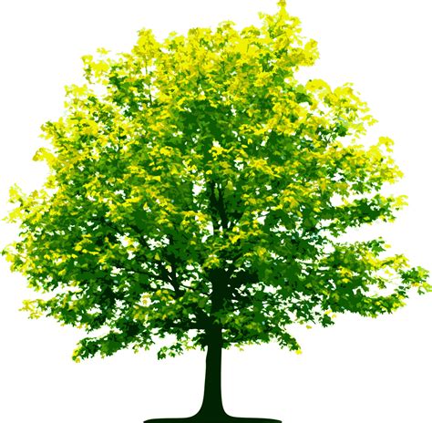 Tree Png Images Free Icons And Png Backgrounds