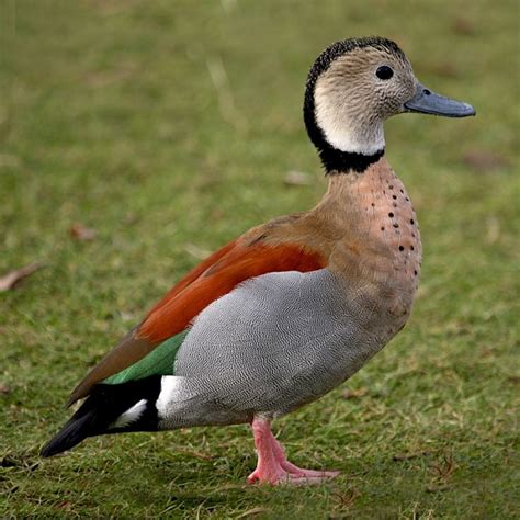 Ringed Teal Ducks Purely Poultry Teal Duck Duck Species Bird