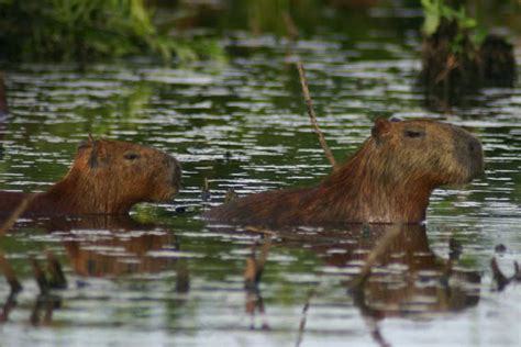 Significados de carpincho en diccionario inglés español : El capibara | Árbol ABC