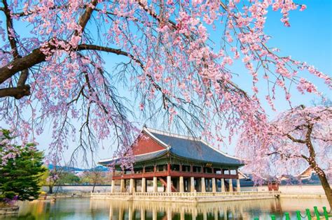 Oleh karena itu, harus datang di waktu yang pas! Maret hingga April, Waktu Tepat Saksikan Bunga Sakura ...