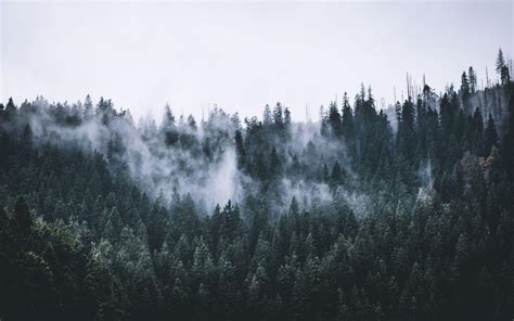 1680x1050 Forest Fog Wallpapers Top Free 1680x1050 Forest Fog