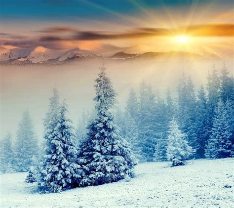 Mountains Sunrise Snowy Pine Forest Desktop Wallpaper