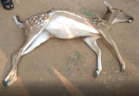 2 Poachers Held For Killing Deer Orissapost