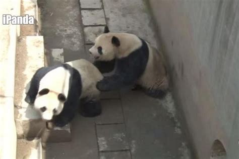 Pandas Break Record With Mating Session Of 18 Minutes Broadcast Online