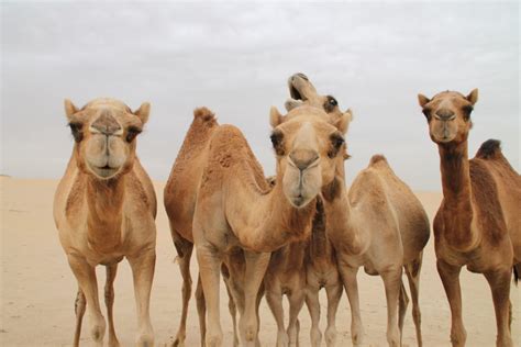 On this page we are posted for you codycross type of camel with two humps answers, cheats, walkthroughs and solutions. The Life Of Camels! | Ksst Radio