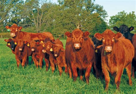 Beef Cattle Herd Program