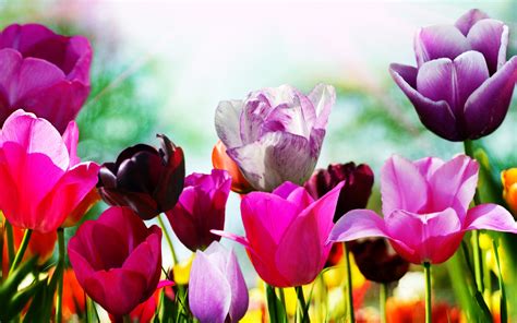 Free Download Tulips In Spring Wallpapers Tulips In Spring Stock