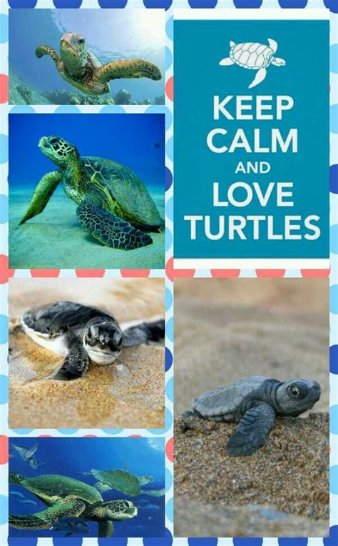 Turtle Pictures With The Words Keep Calm And Love Turtles Written On