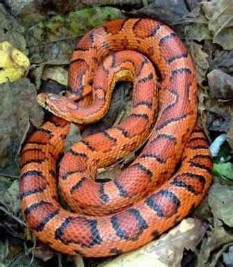 Red Rat Snake