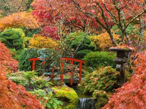 Acer palmatum 'shindeshojo' spring red japanese maple an upright tree with a round canopy. Growing Japanese Maples | Reader's Digest New Zealand