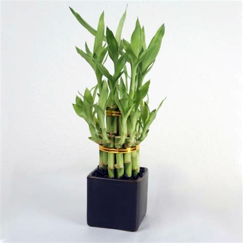 Some feng shui practitioners do not recommend plants in the bedroom because wood element also has an aspect of upward and expansive energy. Feng Shui plants for harmony and positive energy in the ...