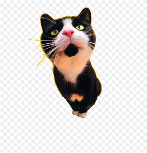 Unlike the books in the previous series, the lost hero is written in alternating third person points of view between jason grace, piper mclean, and leo valdez, in contrast with percy jackson's first person point. Cat Food Dog Black Cat Tattoo - Hd Black And White Cat, HD Png Download - 600x900(#6853194 ...
