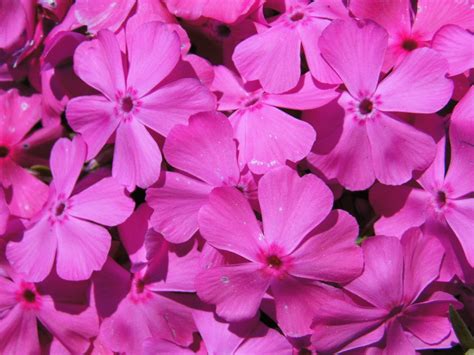 무료 이미지 꽃잎 여름 식물학 담홍색 닫기 플로라 꽃들 제라늄 관목 부드러운 자주색 꽃 꽃 피는 식물 작은 꽃 보라색 자연 연간 공장 육상