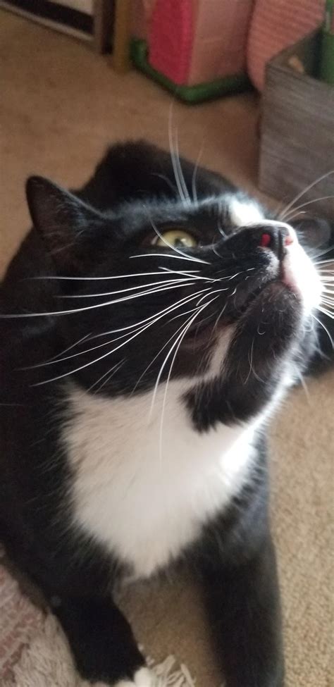 Slight Derp Face But Offset By His Fabulous Whiskers Rwhiskerfireworks