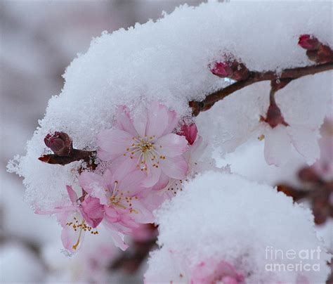 Snow Covered Cherry Blossoms Photograph By Luv Photography