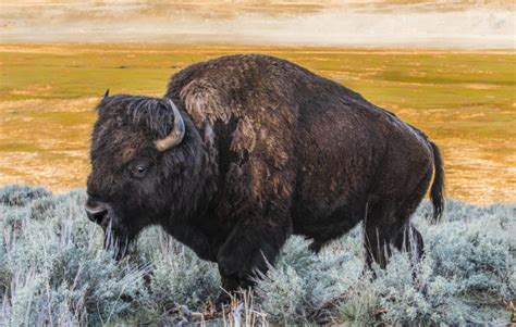 Our National Mammal The American Bison The Lincoln County News