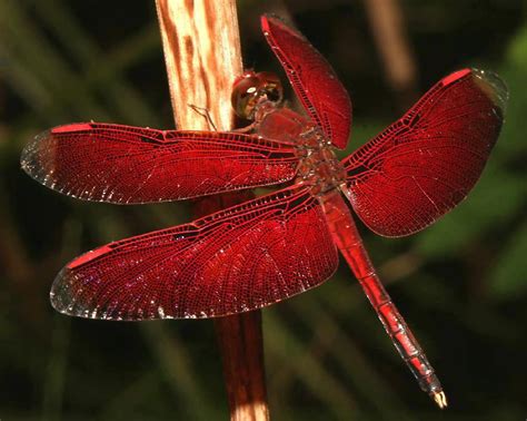 Dragonfly Interesting Facts And Photos