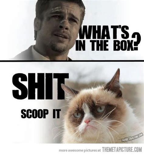 The Internets Most Asked Questions Grumpy Cat Meme Grumpy Cat Humor
