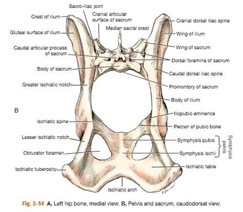 The ischial tuberosity is the thick part of the ischium. anatomy of dogs pelvis - Google Search http://www ...