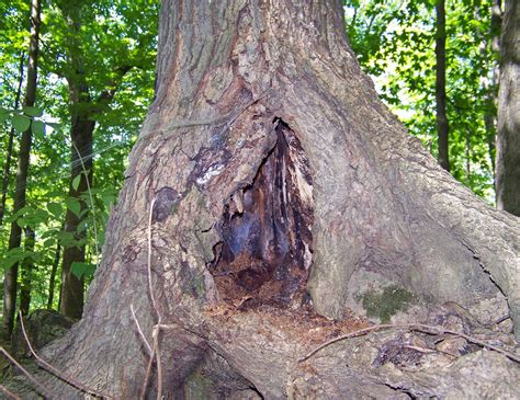 Hollow Tree Free Stock Photo Public Domain Pictures