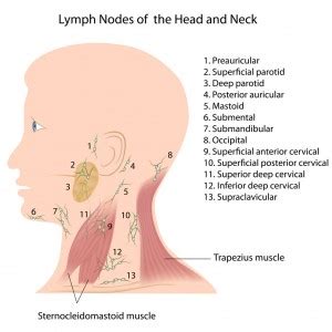 The neck contains a number of overlapping muscles, blood vessels, nerves and myriad structures all contained in a small space and liable to the neck also contains the thyroid and parathyroid glands, the esophagus, larynx and trachea, and also a number of lymph glands. lymp-nodes-neck - Fort Worth ENT & Sinus