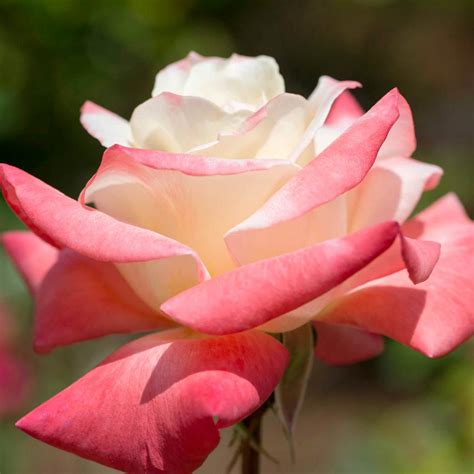 Gemini Hybrid Tea Rose Live Bareroot Plant Pink Color