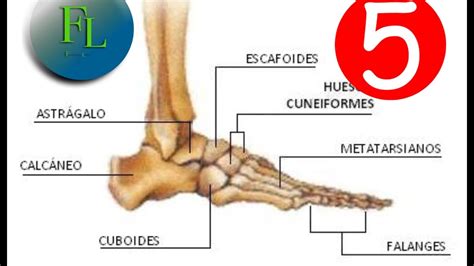 Anatomía Huesos Del Pie Youtube