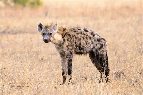 On Black Spotted Hyena Staring Back At You From Kruger National Park