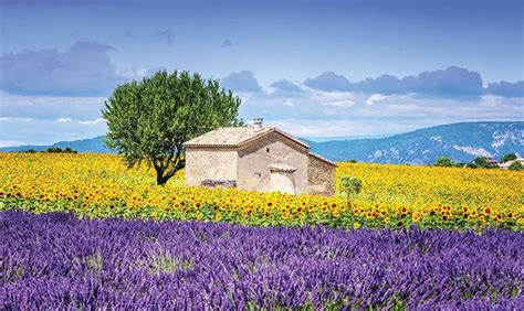 Avignon Lavender Fields France Landscape Beautiful Landscapes Provence