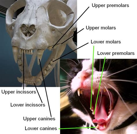 Cat Anatomy Facts For Kids