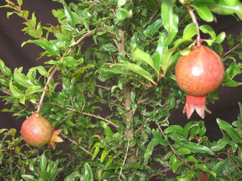 Punica Granatum ‘nana Dwarf Pomegranate 4″ Pot Gardino Nursery
