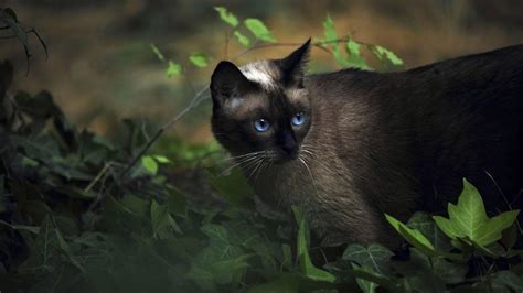 See more of free lab mix puppies & siamese kittens on facebook. Siamese Cat Wallpapers - Wallpaper Cave