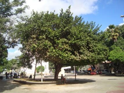 O juazeiro fornece madeira moderadamente pesada, de boa resistência mecânica e moderadamente. De lá pra cá: Juazeiro - Uma árvore Nordestina