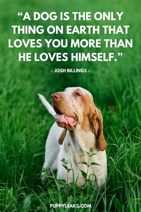 Quotes About Love Dogs Word Of Wisdom Mania