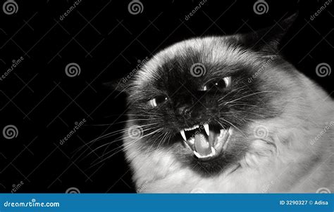 Angry Cat Stock Image Image Of Feline Screaming Hair 3290327