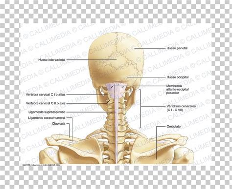 In the june kickstarter update, we shared images of one of the 3d models. Posterior Triangle Of The Neck Cervical Vertebrae Bone Head And Neck Anatomy PNG, Clipart ...