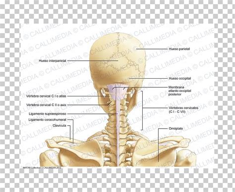 Your neck is like no other part of the vertebral spinal column and enables your head and neck a wide range of motion. Posterior Triangle Of The Neck Cervical Vertebrae Bone Head And Neck Anatomy PNG, Clipart ...
