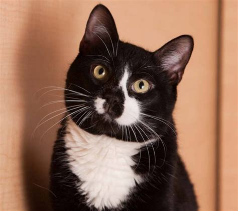 Juju An Adorable Black And White Tuxedo Kitten Cats And Kittens