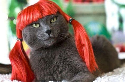 Red Hot Redhead Cats And Kittens Animals