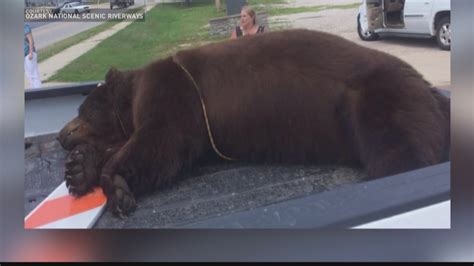 Black Bear Found Dead In The Current River In Southern Mo