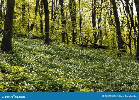 Ground In Spring Forest Is Covered With Carpet Of White Flowers Stock