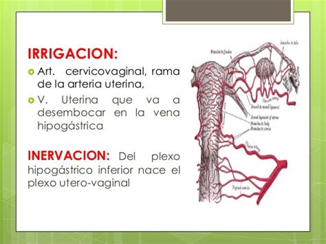 Ginecología Cuello Del útero Introducción