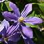 Sapphire Indigo Clematis Plants For Sale  Free Shipping