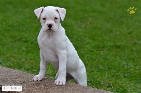 White Boxer Puppy For Sale